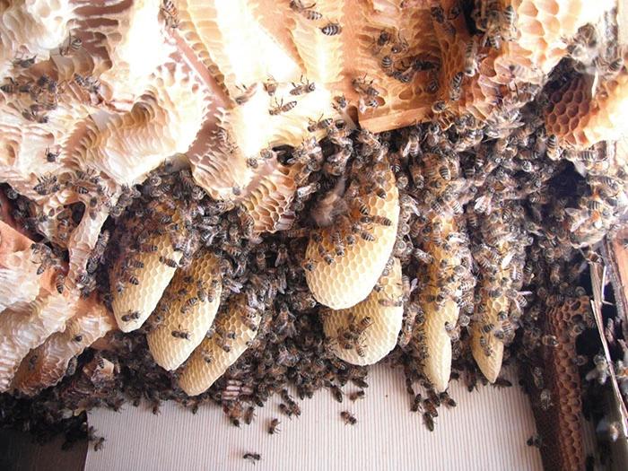 Close up image of honey comb inside of structure's wall