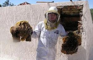 Marana Bee Removal employee holding removed comb